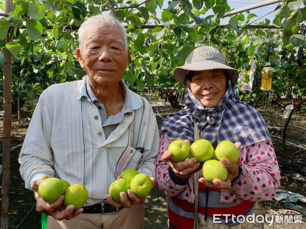 ▲屏東縣高樹鄉農友廖榮清種蜜棗超過30年，取名「老伯公」為品牌，特別輕脆甜美             。（圖／記者陳崑福翻攝）