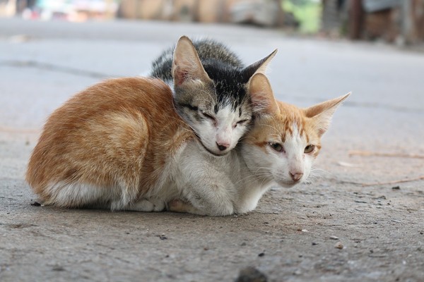 ▲兩人透過貓咪間接成為情侶。（示意圖／取自免費圖庫pixabay）