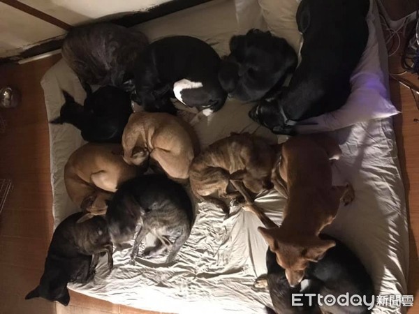 ▲天冷狗狗們全都擠在床上，讓把拔沒位子睡。（圖／網友燕赤霞授權提供，下同）
