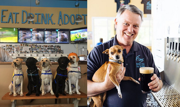 ▲▼啤酒餐廳與動物收容機構合作　喝酒邊認識把狗狗帶回家。（圖／翻攝自Instagram:fidostaphouse）