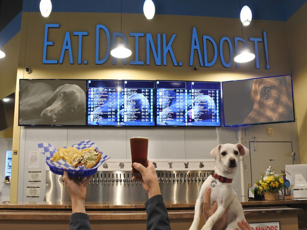 ▲▼啤酒餐廳與動物收容機構合作　喝酒邊認識把狗狗帶回家。（圖／翻攝自Instagram:fidostaphouse）