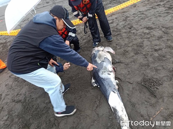 ▲▼宜蘭2019年第9起！外澳沙灘再見保育鯨豚「瑞氏海豚」擱淺死亡。（圖／記者游芳男翻攝，下同）