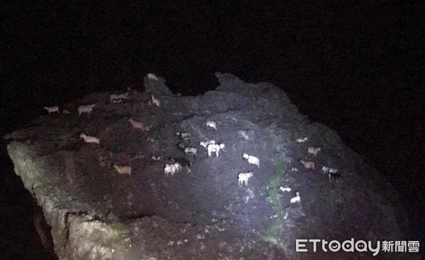 在夜晚環島時，看到一群「白幽靈」在龍頭岩上。（圖／吳鎮良攝。）
