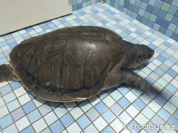 ▲海龜確定是一級瀕臨絕種保育類動物-欖蠵龜 (身長65公分,寬63公分),並與獸醫李宗賢討論評估後,該欖蠵龜生命力及行動力皆良好。(圖/海巡署第四岸巡隊提供) ▲海龜確定是一級瀕臨絕種保育類動物-欖蠵龜 (身長65公分,寬63公分),並與獸醫李宗賢討論評估後,該欖蠵龜生命力及行動力皆良好。(圖/海巡署第四岸巡隊提供)