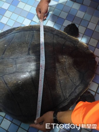 ▲海龜確定是一級瀕臨絕種保育類動物-欖蠵龜 (身長65公分,寬63公分),並與獸醫李宗賢討論評估後,該欖蠵龜生命力及行動力皆良好。(圖/海巡署第四岸巡隊提供) ▲海龜確定是一級瀕臨絕種保育類動物-欖蠵龜 (身長65公分,寬63公分),並與獸醫李宗賢討論評估後,該欖蠵龜生命力及行動力皆良好。(圖/海巡署第四岸巡隊提供)