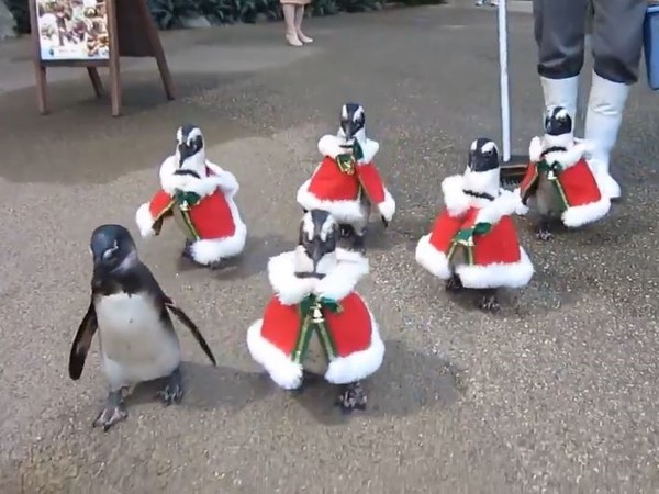 ▲企鵝們穿上聖誕裝，在園內呆萌走秀。（圖／翻攝自Twitter／@matsuevogelpark）