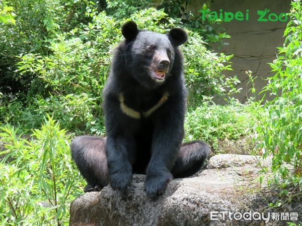 ▲亞洲黑熊「黑糖」11歲！動物園舉辦生日趴...抖出小熊所有秘密。（圖／臺北動物園提供）