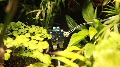 植物也會自拍傳IG？靠A.I.人工智慧　蕨類自發電啟動相機