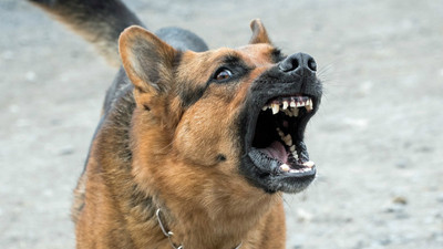 家犬為什麼咬人？訓犬師爆兩大「攻擊性關鍵」：是被主人寵壞了
