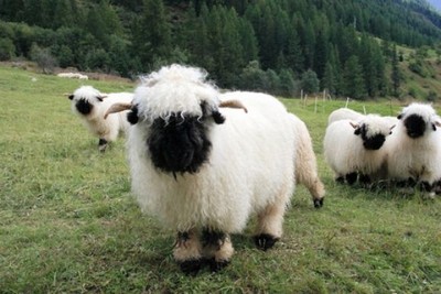 激似笑笑羊的超可愛「瓦萊黑鼻羊」