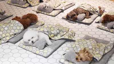 幼犬版「托嬰中心」照片曝光！超乖一起蓋被被睡午覺　網熱議：太神奇了