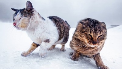無畏寒風！北海道攝影師為家鄉浪貓拍寫真：生命力超強大