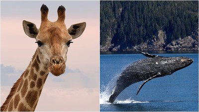 鯨魚親戚竟然是「長頸鹿」　腳變鰭下海爽吃魚　鯨偶蹄目生物遍佈海陸