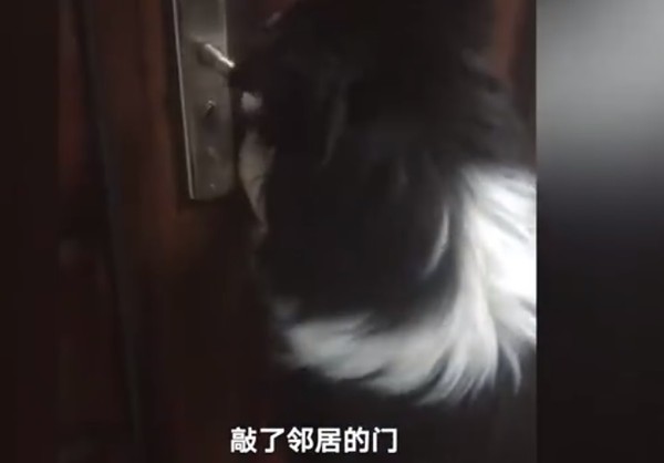 牧羊犬開門阻止火災。（圖／翻攝自微博@北京時間）