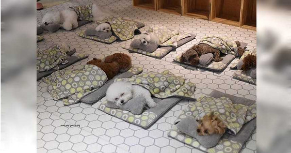 午睡時間到啦！韓國一間狗兒安親班的狗狗們，一隻隻乖乖躺好睡覺。（圖／翻自puppyspring_Instagram）