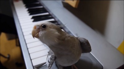 鸚鵡不只會說話，還會唱龍貓主題曲！
