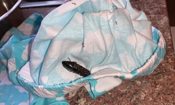 ▲買睡衣拆開看見蟑螂。(圖/翻攝自Karla Styliee Roy臉書) ▲買睡衣拆開看見蟑螂。(圖/翻攝自Karla Styliee Roy臉書)