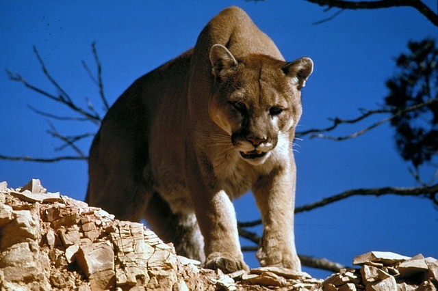 ▲美洲獅（Mountain Lion）。（圖／免費圖庫Pixabay）