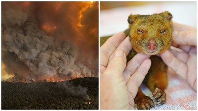澳洲野火肆虐！燒傷負鼠送醫仍亡　「鱷魚先生一家」收起難過續救動物