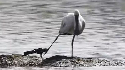 直擊黑面琵鷺「腳掌不自然外翻」　攝影師拿出大砲拉近一看：是捕獸夾！
