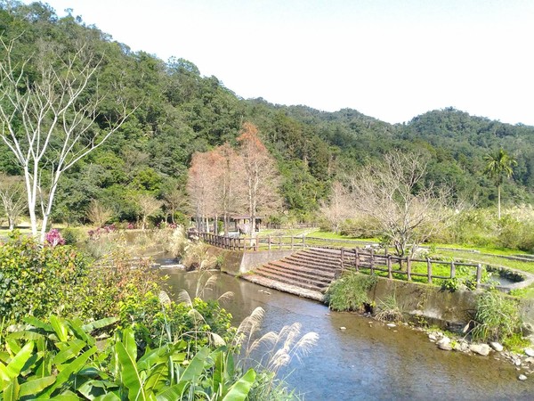 ▲坪林櫻花、金芒、落雨松。（圖／坪林區公所提供）