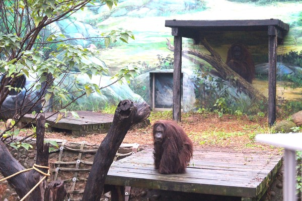 ▲搶救貝比！相當於人類90高齡　新竹市動物園紅毛猩猩跌倒命危。（圖／記者陳凱力翻攝）