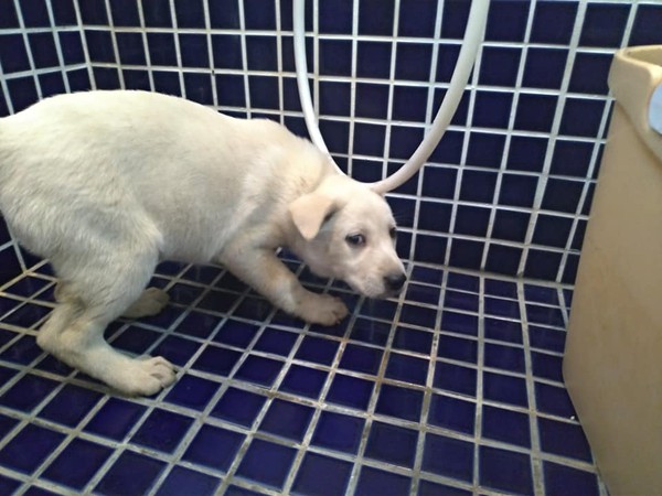 膽小汪一臉憂愁,她心疼幫找幸福。(圖/有點毛毛的/網友彭一真提供) 膽小汪一臉憂愁,她心疼幫找幸福。(圖/有點毛毛的/網友彭一真提供)