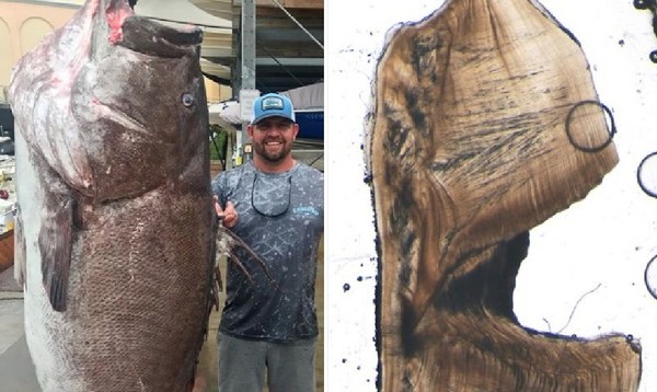 「只用魚線和釣鉤」捕到158公斤巨大石斑　專家驚呼：已經50歲了！（圖／翻攝自Facebook／FWC Fish and Wildlife Research Institute）