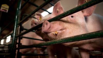 69歲翁餵豬離奇死亡　「豬圈發現假牙、衣物」懷疑是316公斤母豬吃了他