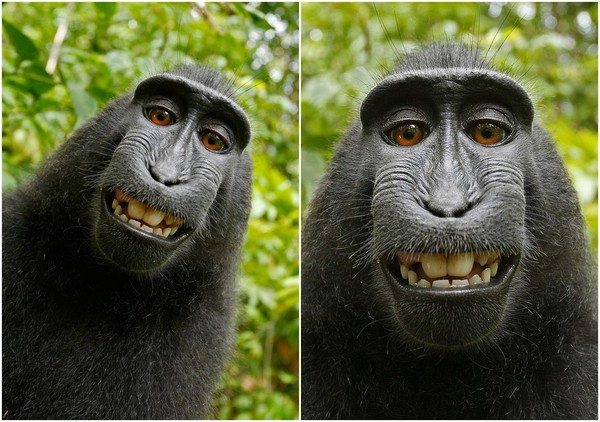 ▲▼攝影師衰被搶相機美著作權局：猴子自拍照沒有著作權。（圖／翻攝自維基百科）