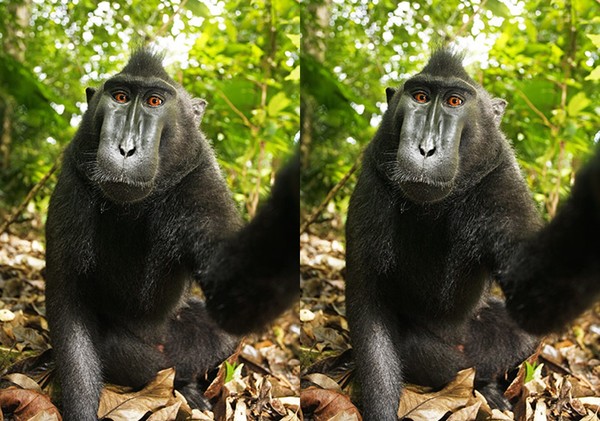 ▲▼攝影師衰被搶相機美著作權局：猴子自拍照沒有著作權。（圖／翻攝自維基百科）