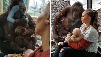 母猩猩「旁觀哺乳」輕撫玻璃不肯離開　動物園方：牠前不久生下死胎