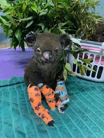燒傷無尾熊。（圖／翻攝自Koala Hospital Port Macquarie）