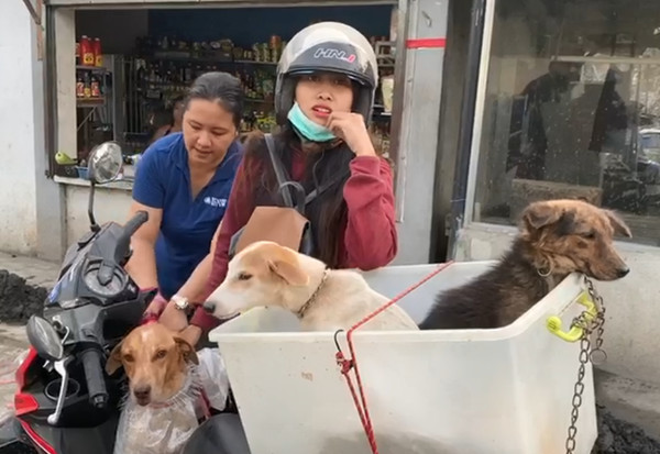 菲火山爆發！飼主打包3愛犬避難。（圖／翻攝自Facebook／Philippine Animal Welfare Society (PAWS)）