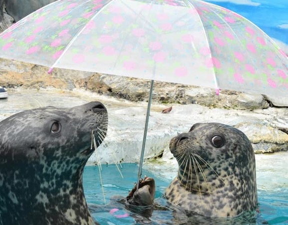 ▲日本水族管裡的海豹竟然會撐傘。（圖／翻攝自Facebook／新屋島水族館）