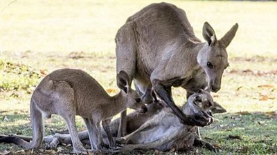 「公袋鼠緊擁瀕死母袋鼠」感人畫面瘋傳！專家戳破真相：牠只是想找飛機杯