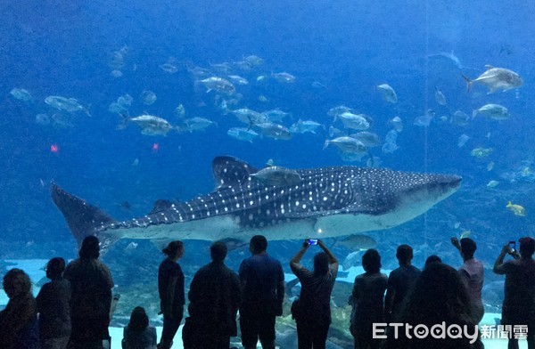 ▲▼喬治亞水族館。（圖／記者趙家玉攝）