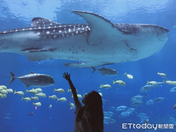 ▲▼喬治亞水族館。（圖／記者趙家玉攝）