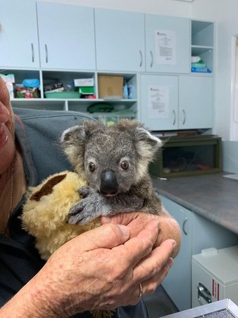 （圖／翻攝自Facebook／Koala Hospital Port Macquarie）