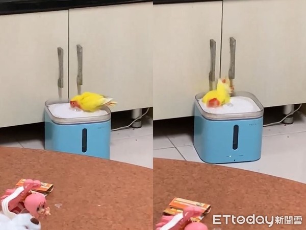 ▲鸚鵡用貓咪的飲水機洗澡。（圖／有點毛毛的／網友歐師宇提供，下同）