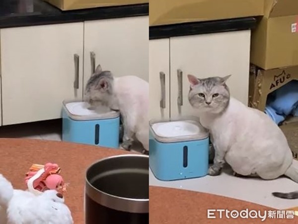 ▲貓咪喝水時並未察覺有何不妥。