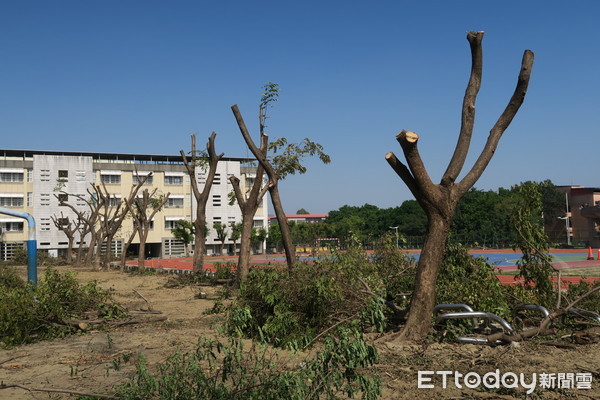 ▲高雄愛樹人指出校園清除約80棵樹齡約20年樹木            。（圖／記者洪靖宜翻攝）