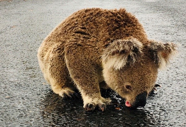 ▲澳洲一隻無尾熊趴在大馬路上舔雨水。（圖／路透）