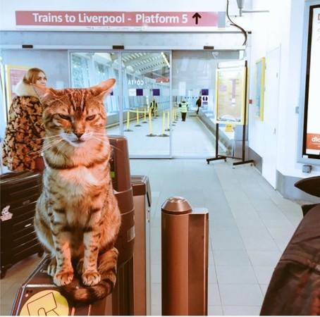 （圖／翻攝自Facebook／Paul The Liverpool South Parkway Station Cat）