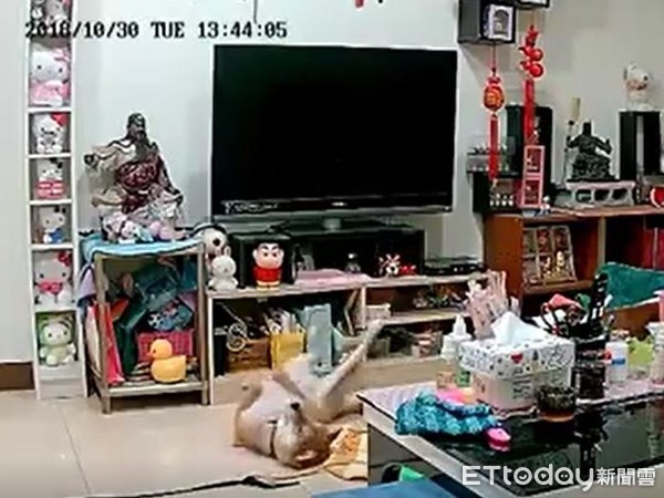 ▲柴犬看家瘋狂踢腿運動。（圖／飼主田蘋蘋授權提供，下同）