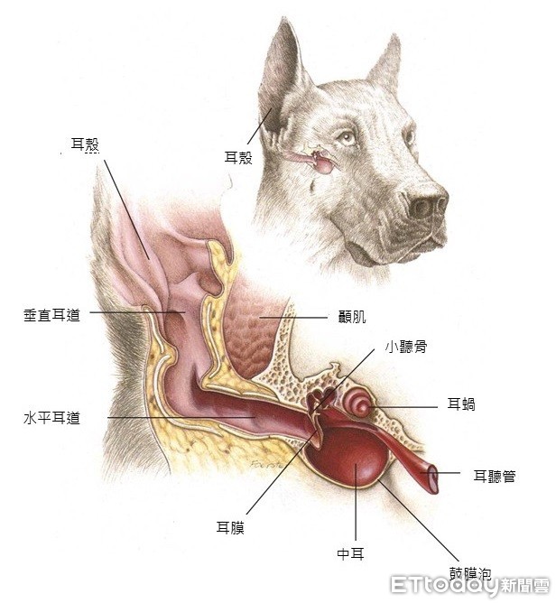 ▲▼狗狗耳道圖。（後製／謝佩珍獸醫師／原圖來源：：Hill`s Atlas of Veterinary Clinical Anatomy, Hill`s Pet Nutrition, 2004）