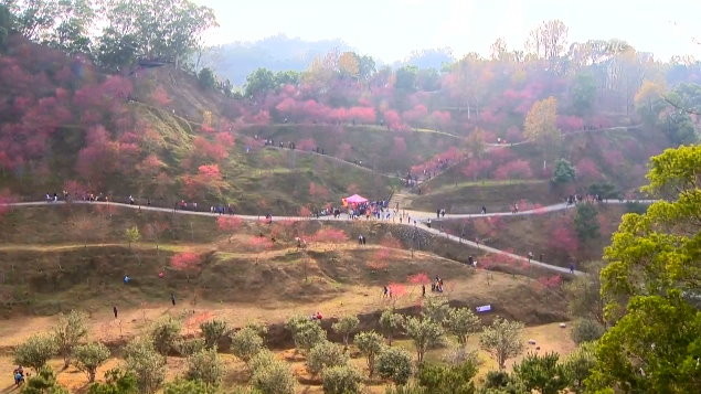 花況曝光！台中「大坑濁水巷櫻花林」今年將不開放　園主說原因。（圖／東森新聞）