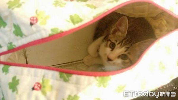 ▲打開襪子盒看到「貓的報恩」傻眼了　網友笑翻：牠幫妳辦年貨啦。（圖／飼主‎郭育芯提供）