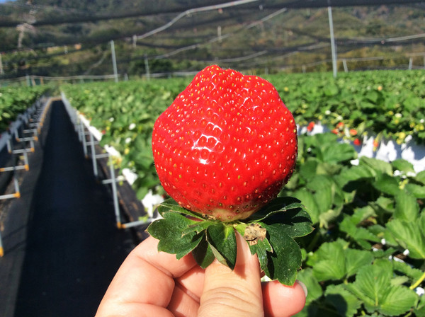 ▲大湖草莓季11家量產草莓園。（圖／大湖旅遊網提供）