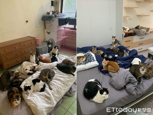 ▲▼幫忙鋪好地毯，結果10貓全睡床上。（圖／網友劉炘授權提供）